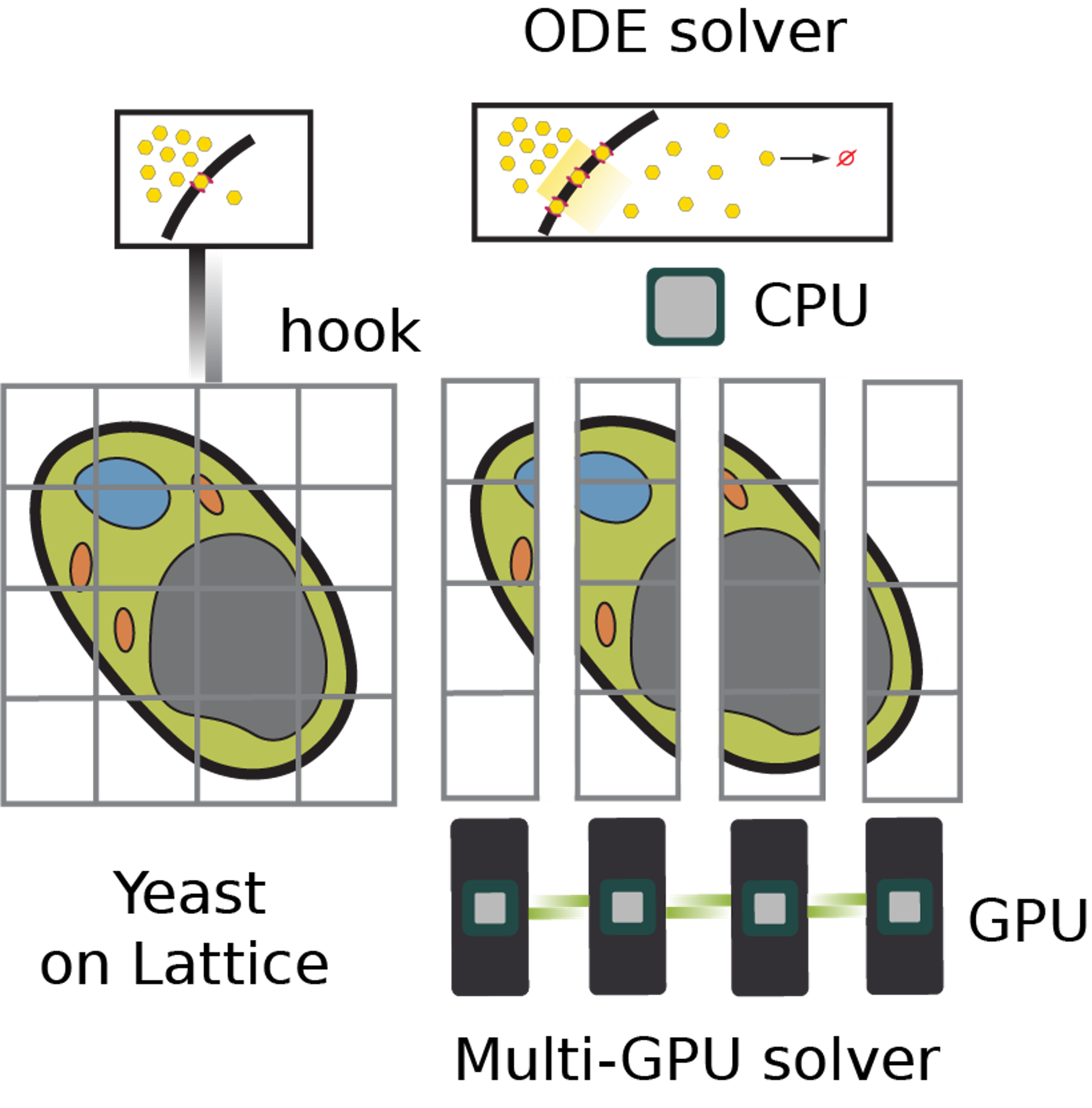 yeast.png